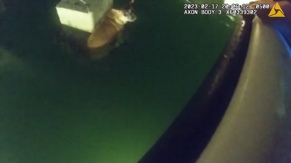 Raw bodycam: Chihuahua goes overboard, rescued under docks